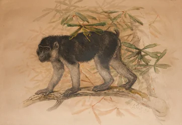 Ashy-black Macaque (Macacus ocreatus), 1869